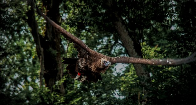 Free Eagle Forest photo and picture