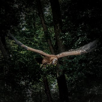 Free Eagle Flying photo and picture