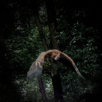 Free Vulture Griffon Vulture photo and picture