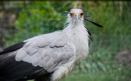 Free Secretary Bird Bird Of Prey photo and picture
