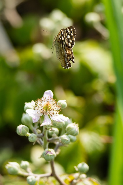 Free Butterfly Insect photo and picture
