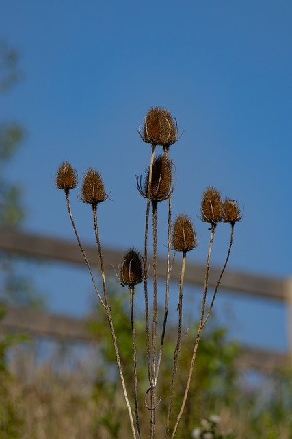 Free Teasel Plants photo and picture