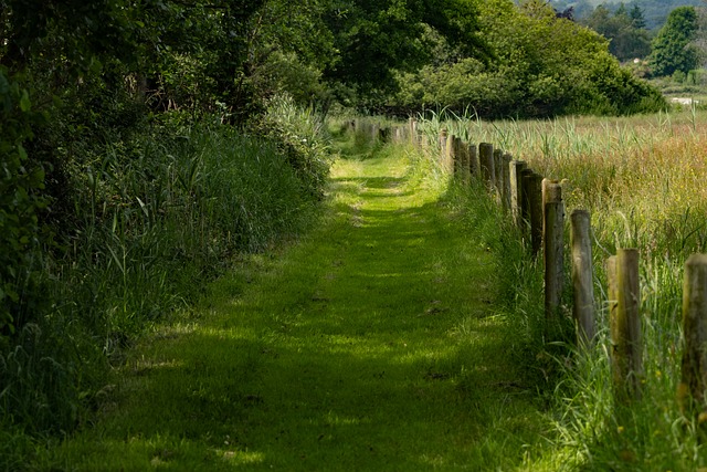 Free Pathway Field photo and picture