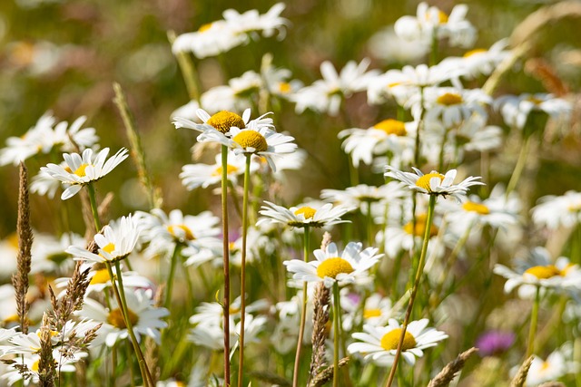 Free Nature Bloom photo and picture