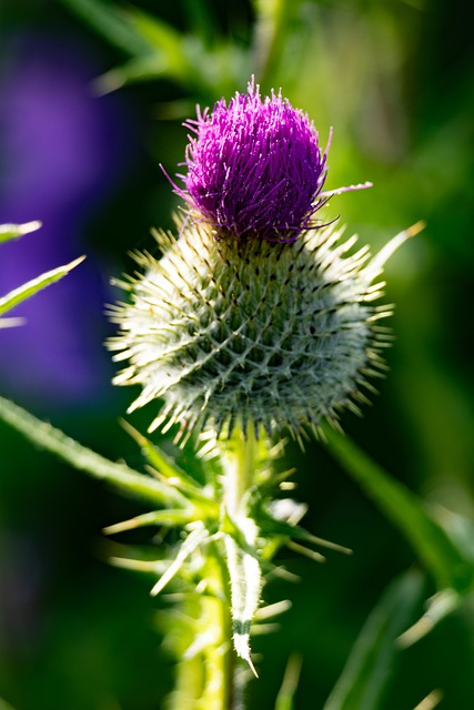 Free Thistle Nature photo and picture