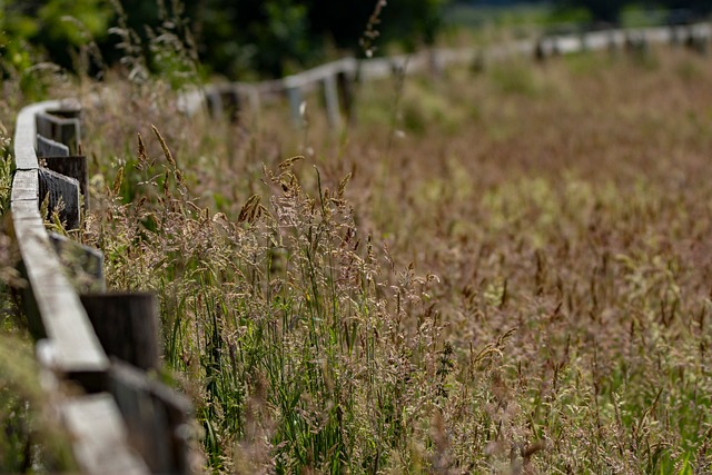 Free Nature Meadow photo and picture