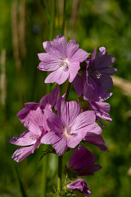 Free Musk Mallow Flowers photo and picture