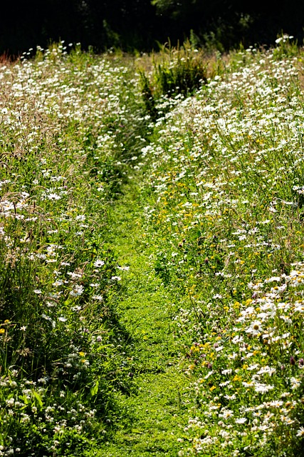 Free Meadow Nature photo and picture