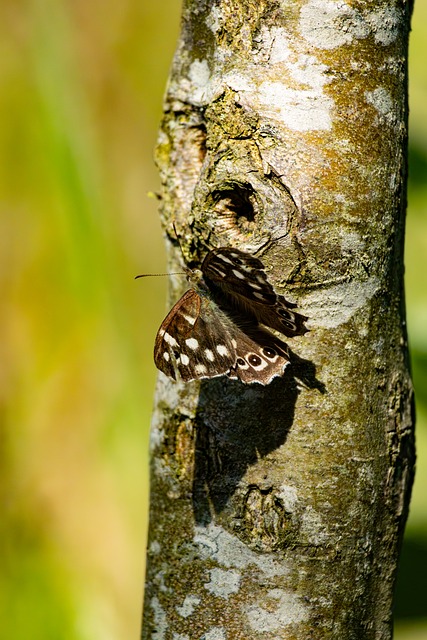 Free Speckled Wood Butterfly photo and picture