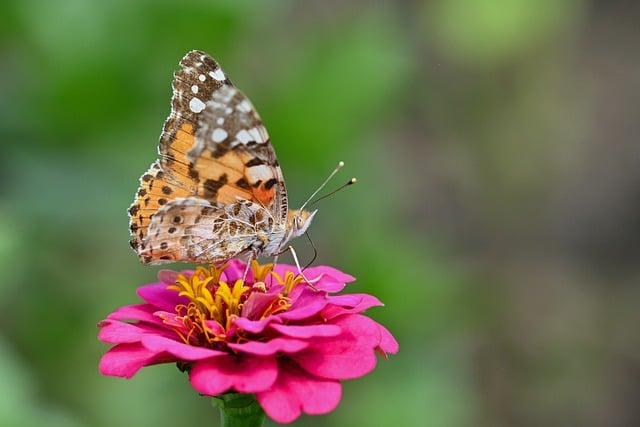 Free Butterfly Flower photo and picture