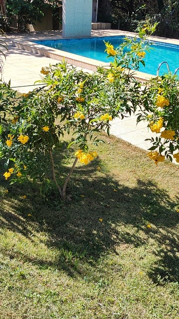 Free Flowers Yellow photo and picture