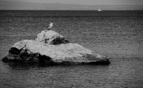 Free Seagull Rock photo and picture