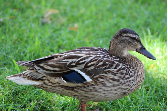 Free Duck Nature photo and picture