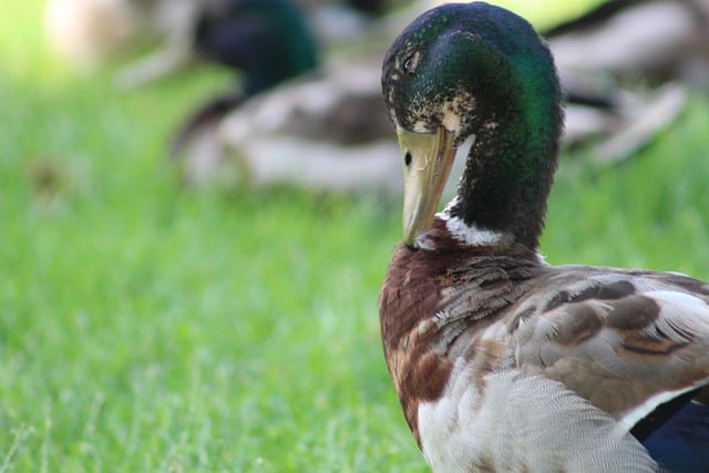 Free Duck Waterfowl photo and picture