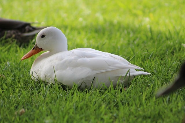 Free Nature Duck photo and picture