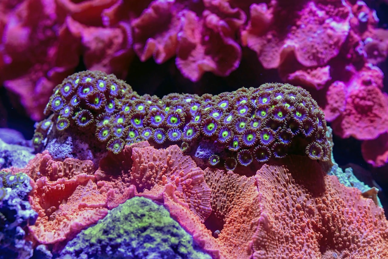 davidclode-coral-10350406_1280.jpg