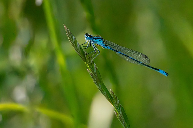 Free Dragonfly Insect photo and picture