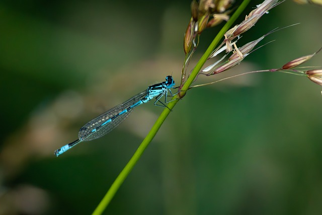 Free Dragonfly Nature photo and picture
