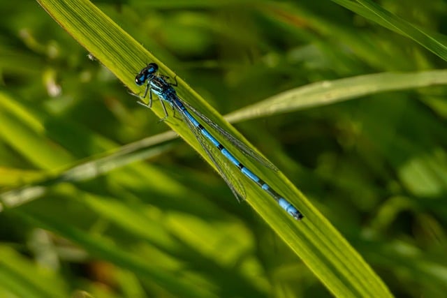 Free Dragonfly Insect photo and picture