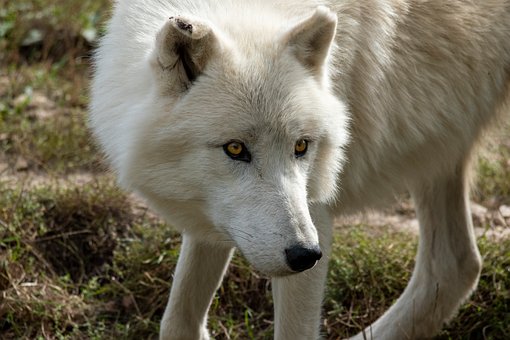 Free Wolf Nature photo and picture
