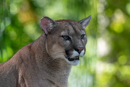 Free Puma Nature photo and picture