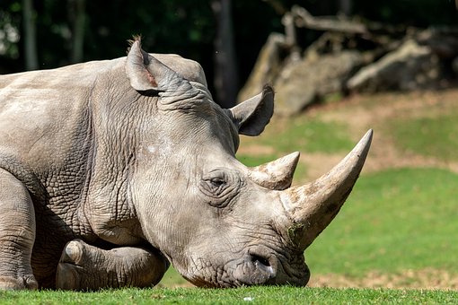 Free Rhinoceros Wildlife photo and picture