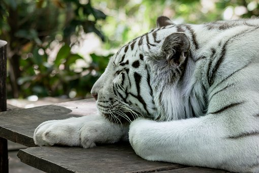 Free White Tiger Animal photo and picture