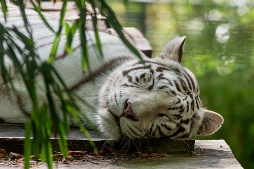 Free Tiger White photo and picture