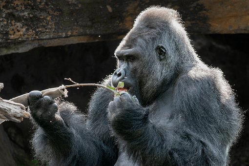 Free Gorilla Primate photo and picture
