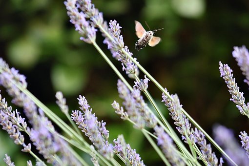 Schmetterling, Insekt, Lavendel, Flügel