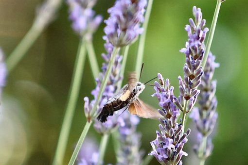Schmetterling, Insekt, Lavendel