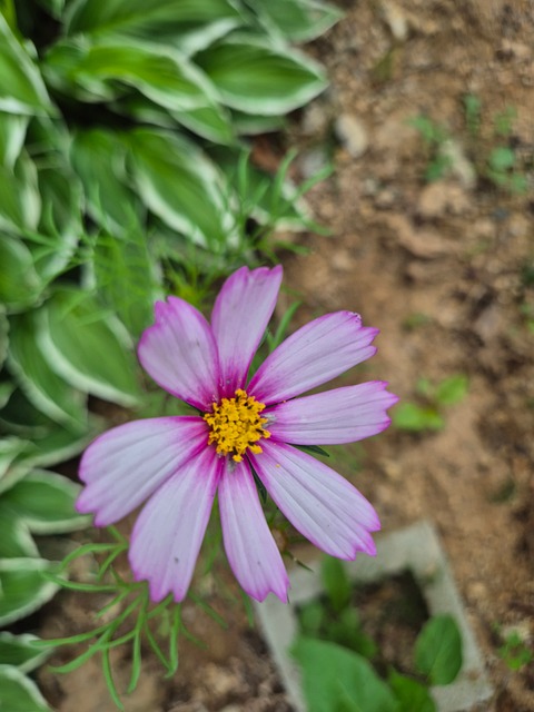 Cosmosblomst, Rosa, Blad, Gul Sentrum