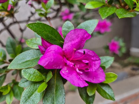 Blomst, Azalea, Rosa, Blader, Makro