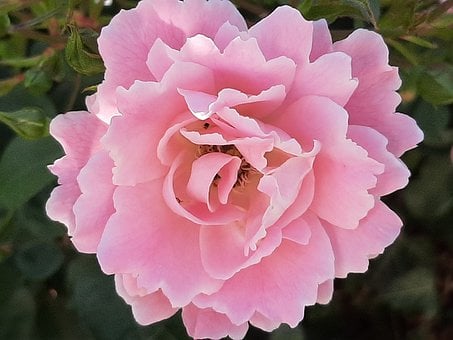 Rose, Lyserød, Natur, Blomst, Kronblad