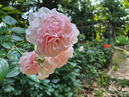 Rose, Blomster, Rosa, Hage, Blader