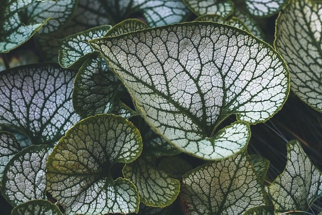 Free Leaves Brunnera photo and picture