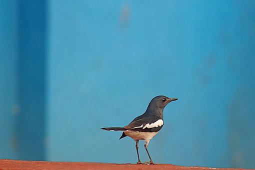 Free Bird Blue photo and picture