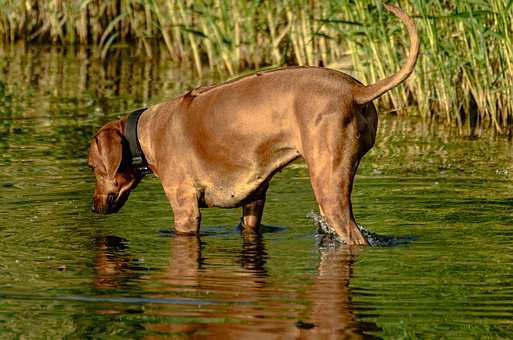 Free Dog Water photo and picture