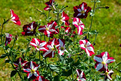 Free Petunia Flower photo and picture