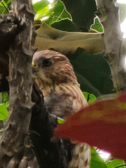 Free Bird Leaves photo and picture