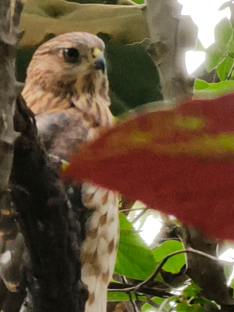 Free Hawk Bird photo and picture