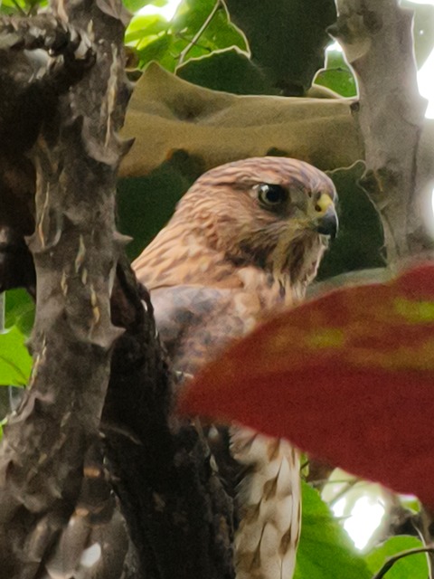 Free Bird Branches photo and picture