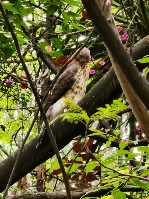Free Bird Leaves photo and picture
