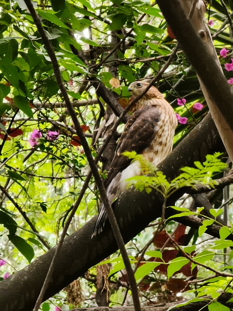 Free Bird Hawk photo and picture
