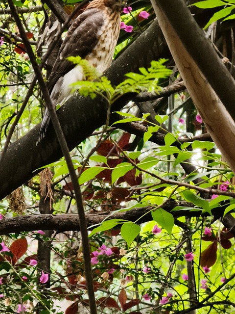 Free Bird Branch photo and picture