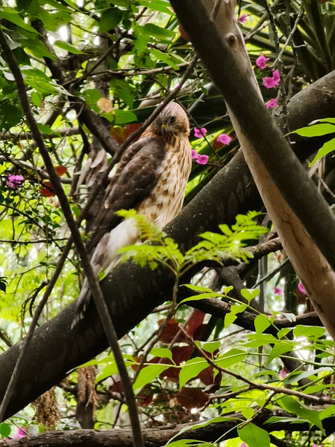 Free Birdwatching Nature photo and picture