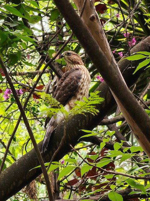 Free Hawk Forest photo and picture