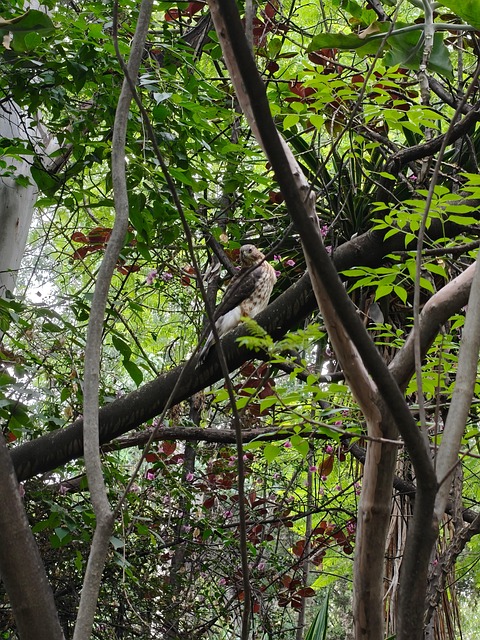 Free Bird Forest photo and picture