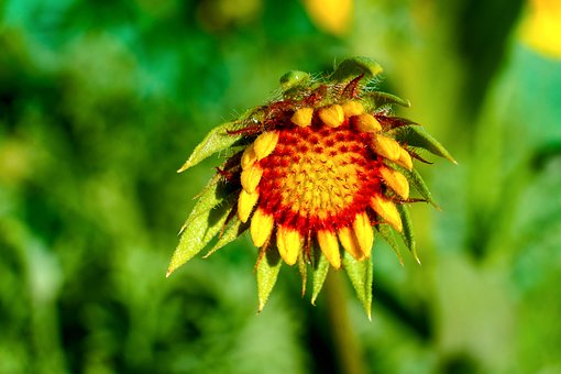 Free Flower Nature photo and picture