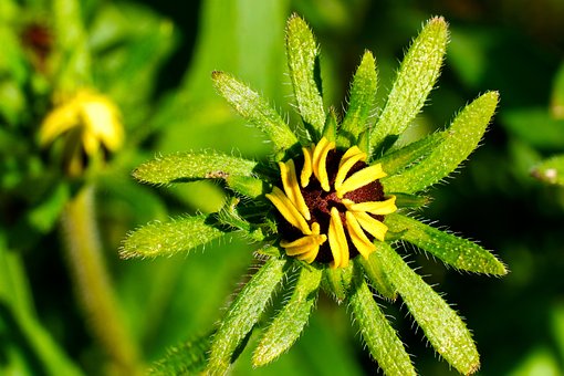 Free Flower Bud photo and picture